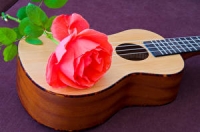 Roses_Closeup_Guitar_520492_300x198